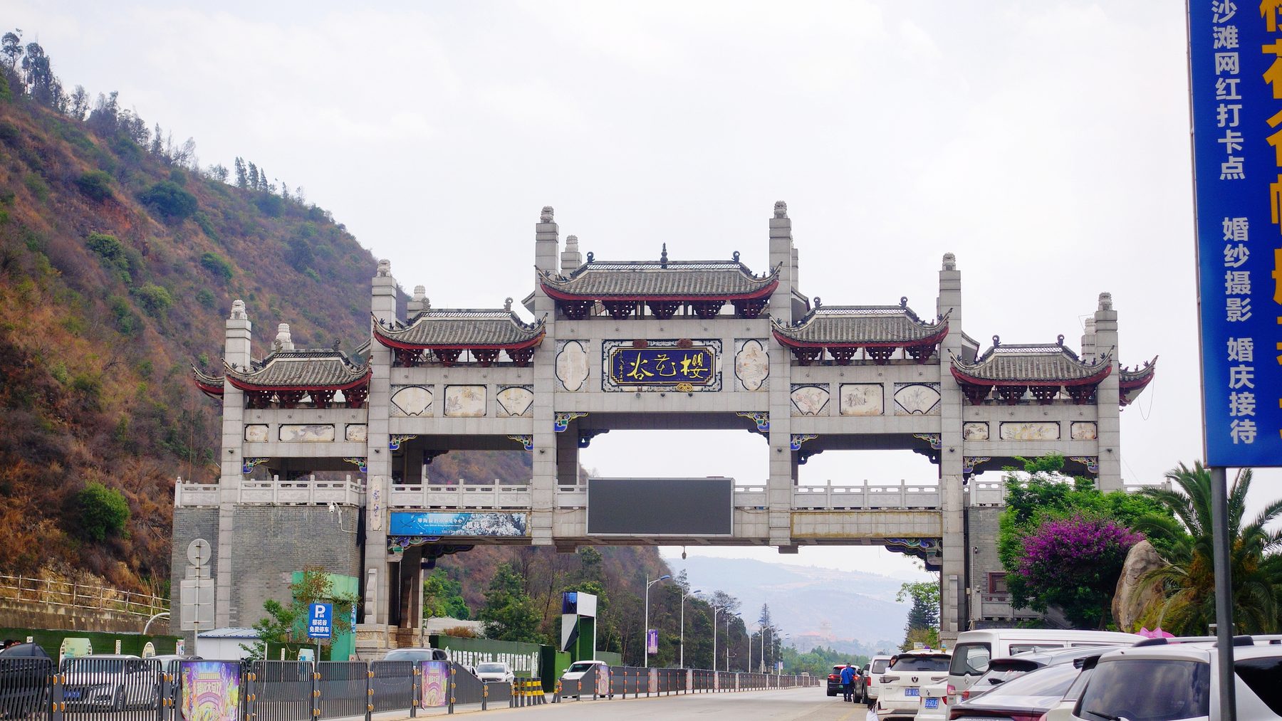 抚仙湖畔樱花谷 参考图 1